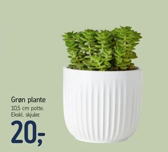 Føtex Grøn plante tilbud