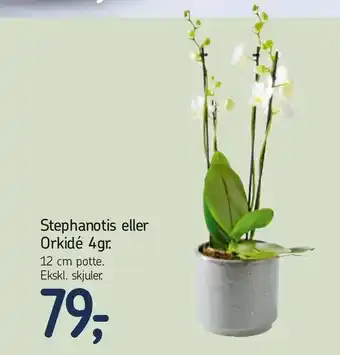Føtex Stephanotis eller Orkidé 4gr tilbud