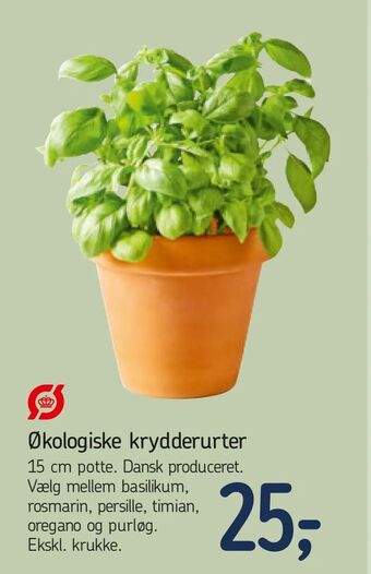 Økologiske krydderurter