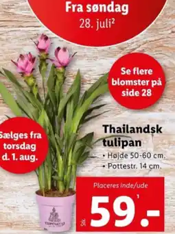 Thailandsk tulipan