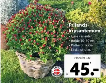 Lidl Frilands- krysantemum tilbud