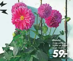 Bilka Dahlia tilbud