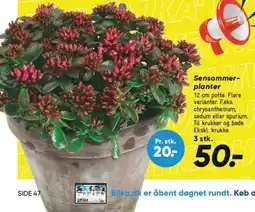 Bilka Sensommer planter tilbud