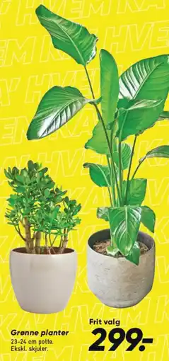 Bilka Grønne planter tilbud