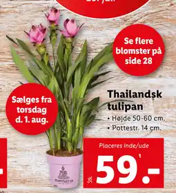 Lidl Thailandsk tulipan tilbud