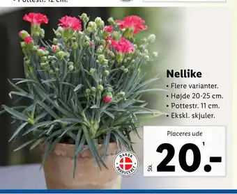 Lidl Nellike tilbud