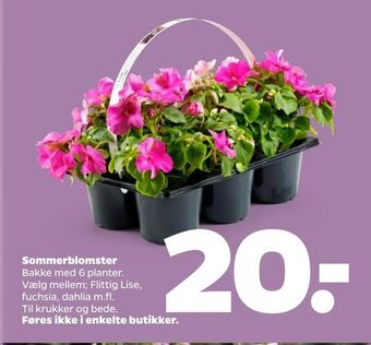 Netto Sommerblomster tilbud