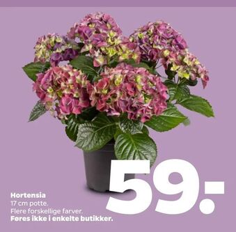 Netto Hortensia tilbud
