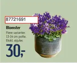 Føtex Blomster tilbud