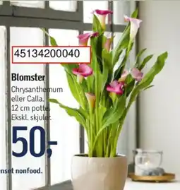 Føtex Blomster tilbud