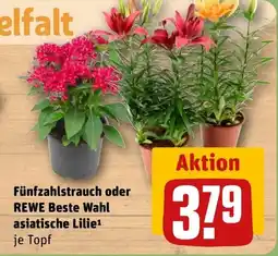 REWE DE Fünfzahlstrauch oder REWE Beste Wahl asiatische Lilie¹ je Topf tilbud