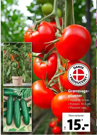 Grøntsags planter