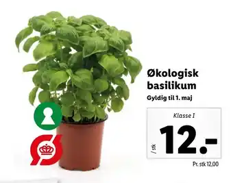 Økologisk basilikum