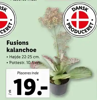 Fusions kalanchoe