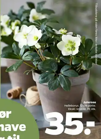 Julerose