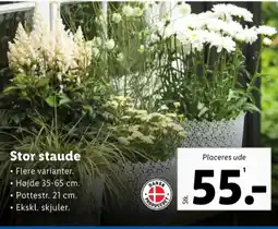 Lidl Planter tilbud