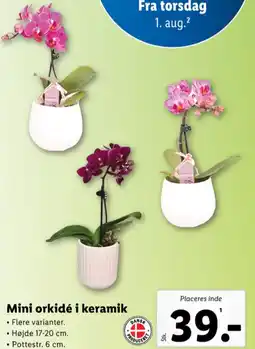 Lidl Orkide tilbud