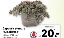 Lidl Planter tilbud