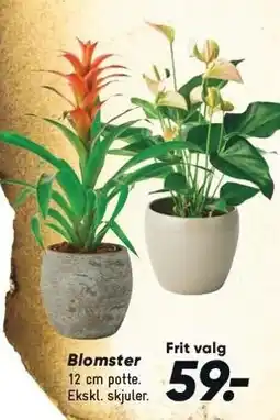 Bilka Blomster tilbud