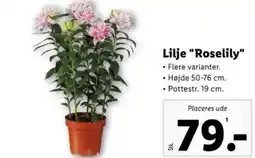 Lidl Lilje "Roselily" tilbud