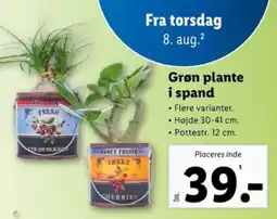 Lidl Grøn plante i spand tilbud