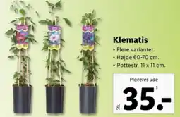 Lidl Klematis tilbud