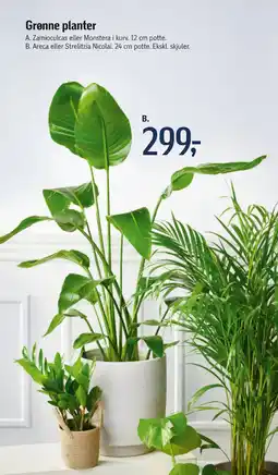 Føtex Grønne planter tilbud