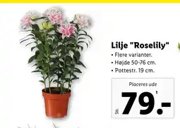 Lidl Lilje Roselily tilbud