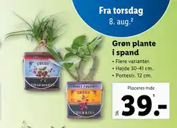 Lidl Grøn plante i spand tilbud
