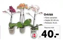 Lidl Orkidé tilbud