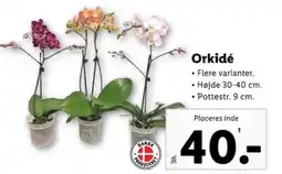 Lidl Orkidé tilbud