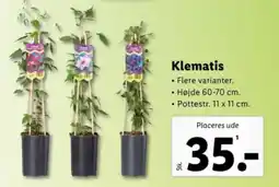 Lidl Klematis tilbud