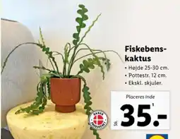 Fiskebens- kaktus