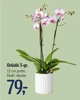 Føtex Orkide tilbud