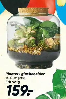 Bilka Planter tilbud