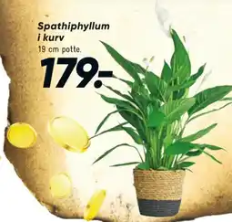 Bilka Planter tilbud