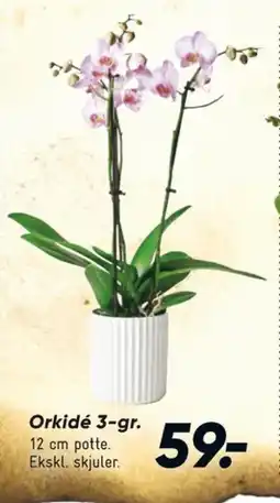 Bilka Orkide tilbud