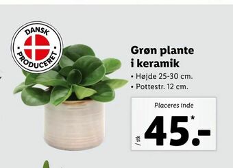Grøn plante i keramik