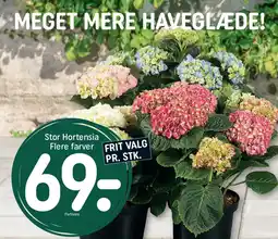 REMA 1000 Stor Hortensia tilbud