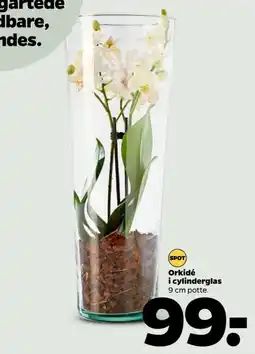 Netto Orkide tilbud