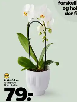 Orkide