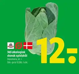 Spidskål