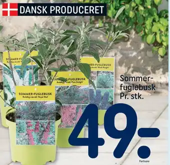 REMA 1000 Sommerfuglebusk tilbud