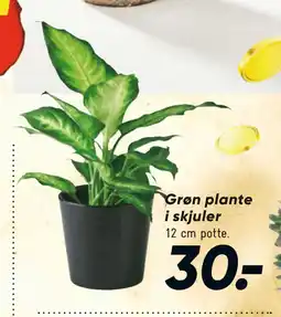 Bilka Grøn plante i skjuler tilbud