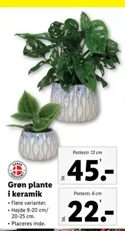 Lidl Grøn plante i keramik tilbud