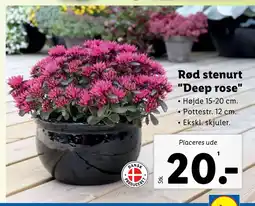 Lidl Rød stenurt Deep rose tilbud