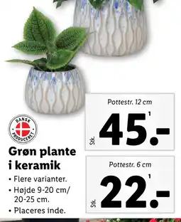 Lidl Grøn plante i keramik tilbud