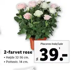 Lidl 2-farvet rose tilbud