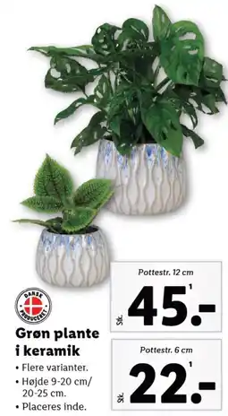 Lidl Grøn plante i keramik tilbud