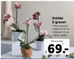 Lidl Orkidé 2-grenet tilbud